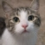 KittyCatMeow comment